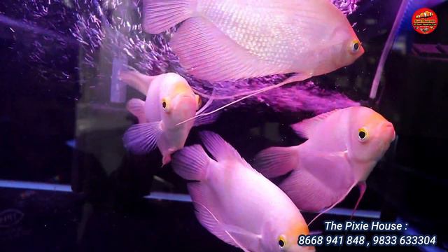 Rare Monster fish variety Stock Update - The pixie house Aquarium gallery Mumbai смотреть онлайн