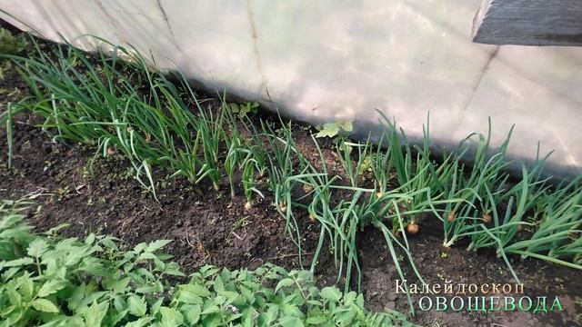 ЗЕЛЕНЫЙ ЛУК В ТЕПЛИЦЕ смотреть онлайн