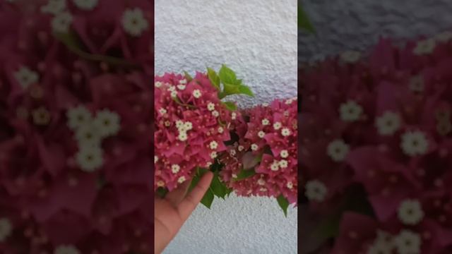 Bougainvillea Mini Thai #shortvideo #amazing #flowers