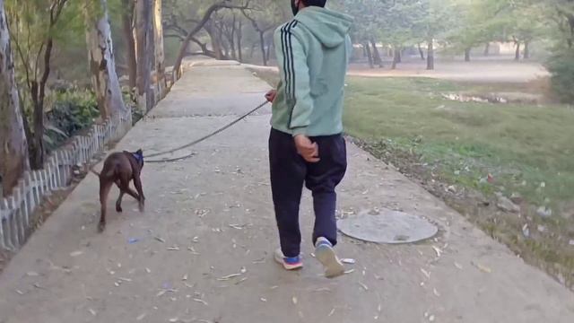 SAM #sam गया Morning Walk पर #pitbull #rednose #pitbullpower #dogkennelindelhi #americanpitbull смотреть онлайн