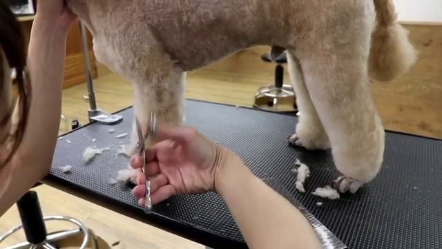 トイプードルのアーチ　トリミング風景　ミラクルプラス　飯田麻衣　Toy poodle trimming grooming смотреть онлайн