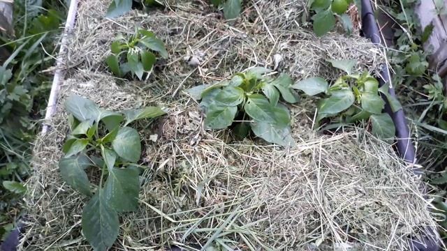 мульчирование грядок, Чем хороша мульча Для ПЕРЦА! смотреть онлайн