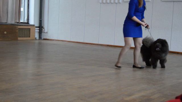 Сравнение на ЛК - Чемпионат чау-чау смотреть онлайн