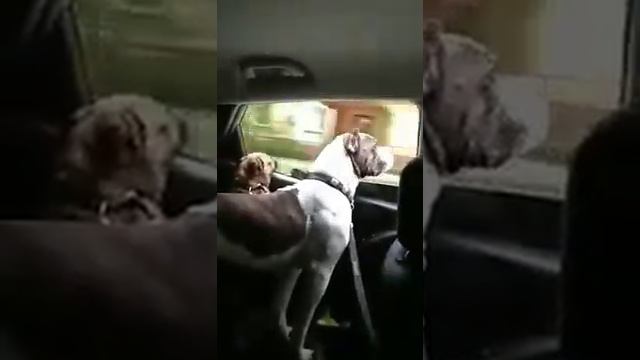 Самый чистый кайф)))) собаки. смотреть онлайн