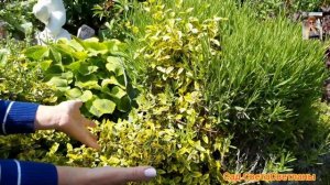 Бересклет.Используем в дизайне сада. Бересклет Форчуна.Красивый сад своими руками. Сад СветаСветлан