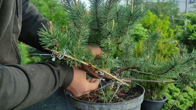 растяжка сосны обыкновенной Ватерери часть 1 смотреть онлайн