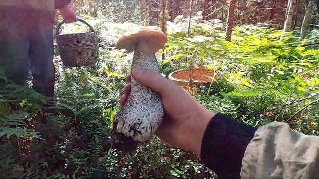 ОТОРВАЛИСЬ ПО ПОДОСИНОВИКАМ! Грибалка удалась! #5 смотреть онлайн