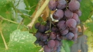 виноград Рошфор