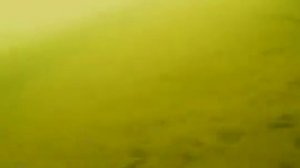 подводная камера Калипсо. Реальная видимость на глубине 7-8 метров. Осень 2020год. р.Ик.