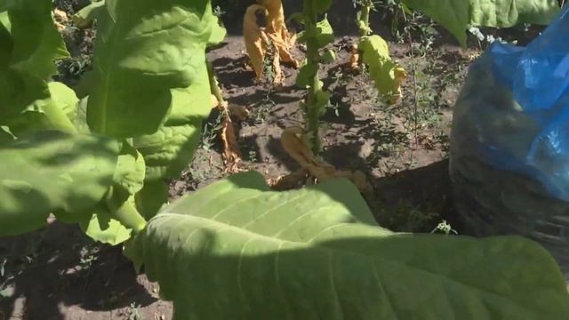 Сбор сгоревшего листа в жаркое лето. смотреть онлайн