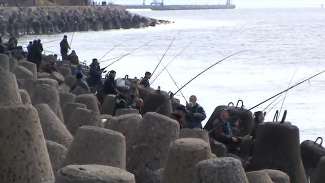 Салака прёт на нерест. г. Балтийск смотреть онлайн