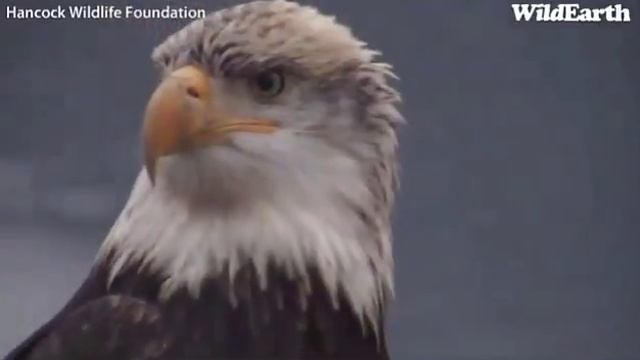 11222012_Chehalis Tower PTZ East_about 422PM PST смотреть онлайн