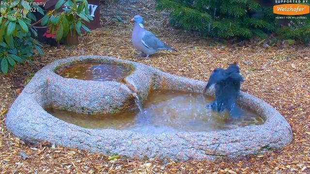 Highlights Of Today (Owl, Jackdaws, Nestboxes, Itchy...) Recke, Germany - May. 07, 2021