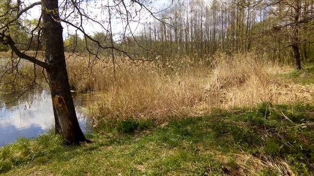 Кваканье лягушек на пруду (весна) смотреть онлайн