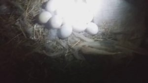 Как проверить яйцо под индоуткой ? Зачем я это делаю ? Овоскопирование яиц мускусной утки