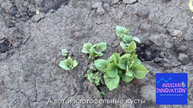 КАК ВЫГЛЯДЯТ КУСТЫ КАРТОФЕЛЯ, ПРИ ПОСАДКЕ КОТОРОГО Я ИСПОЛЬЗОВАЛ ПРИСПОСОБУ ИЗ ТРУБЫ И ЛОПАТЫ смотреть онлайн