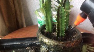 Как укоренить молочай трехгранный? Неприхотливый сукулент.