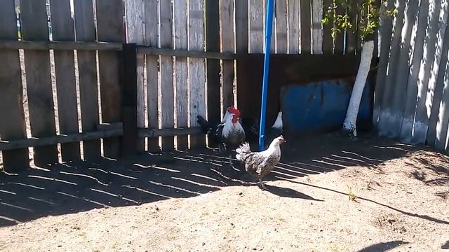 Мои курочки породы Брекель серебро! смотреть онлайн