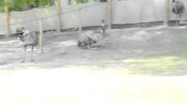 Кенгуру,английский! смотреть онлайн