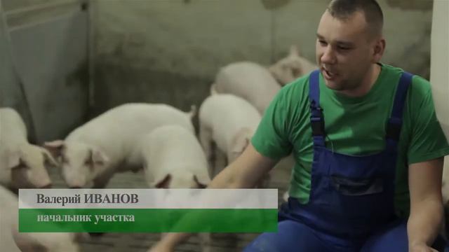 Свинокомплекс Уральский смотреть онлайн