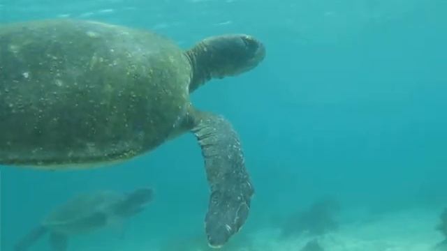 tortuga bay turtles смотреть онлайн