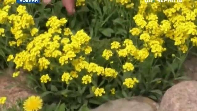 157 різновидів рослин висадив на городі житель Дягової Менського району смотреть онлайн