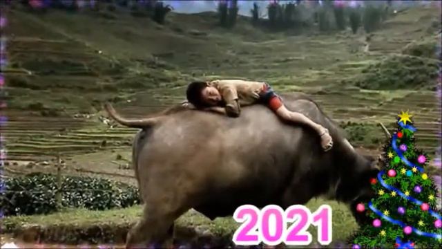 Поздравление, 2021 год быка смотреть онлайн
