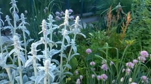 Стахис Византийский.Чистец шерстистый.