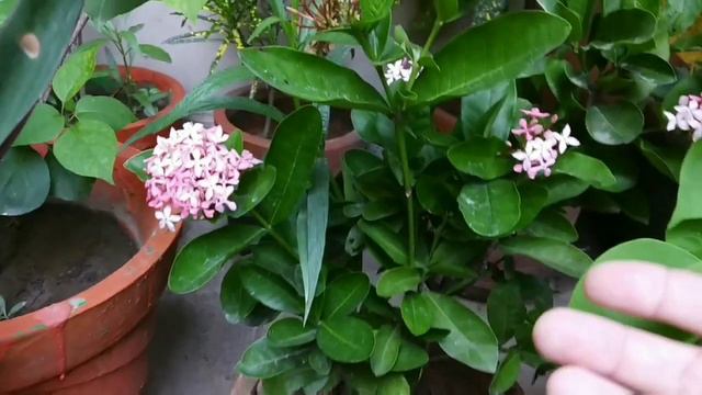 Dwarf ixora 👉 growing and caring method // Evergreen flowering plants смотреть онлайн