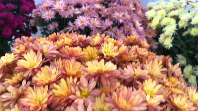 Последние теплые деньки.#теплица#мультифлоравтеплице#цвететмультифлора#хризантема#осеннийцветок# смотреть онлайн