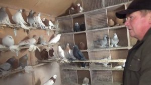 Коллекция средне-азиатских голубей Юрия Никонова, часть 1