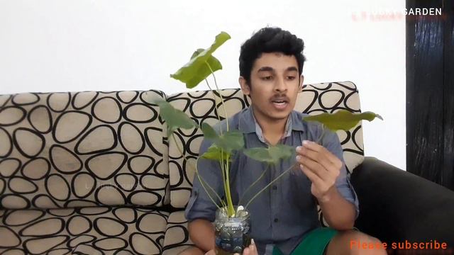 ඇන්තූරියම් පැලයක් ජලයෙ පැල කිරිම /anturiyam Plant Add Woter Growing  Roots New Idea