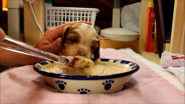 Bingo's Big Boy Food смотреть онлайн