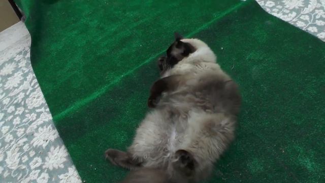Ragdoll Master teaches Odin the grey cat Martial Arts. смотреть онлайн