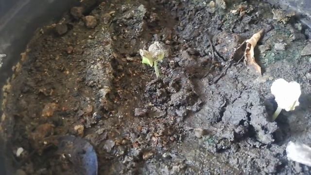 Tabebuia Seed Germination