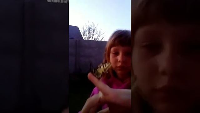 Нашла бабочку что с ней делать? смотреть онлайн