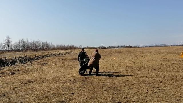 16.  выражено/перв OSTEN STERN NAIL (Tornados-Ostvind Yard Yantaris – Osten Stern Yukki)