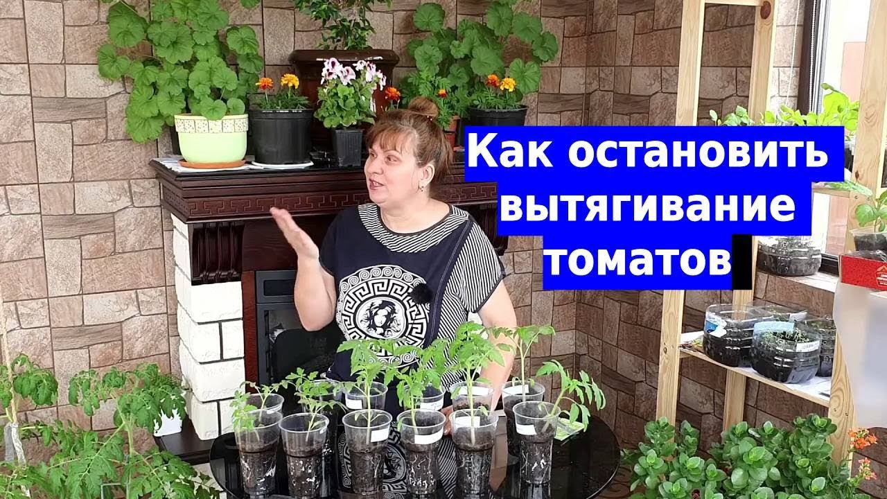 Самый проверенный способ остановить вытягивание рассады смотреть онлайн