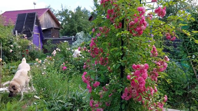 Лето 2023 г. Розы,клематисы... смотреть онлайн