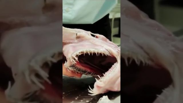 Акула Гоблин_Shark Goblin #shorts смотреть онлайн