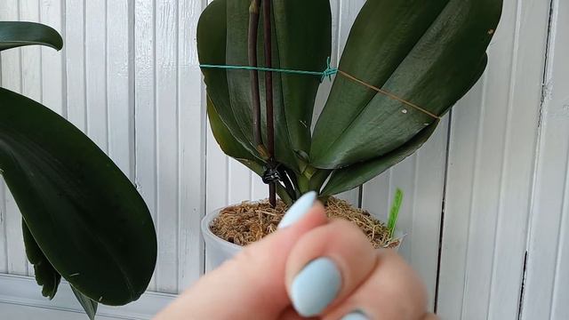 109)ВОТ КАКИЕ СЛОНИКИ🐘 ЖИВУТ НА МОИХ ПОДОКОННИКАХ 🤗 смотреть онлайн