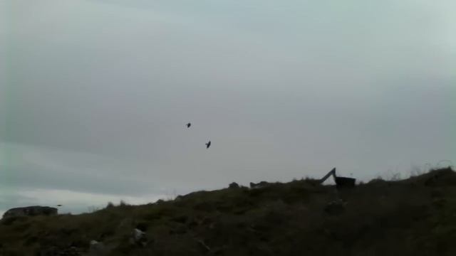 Birds using an updraft смотреть онлайн