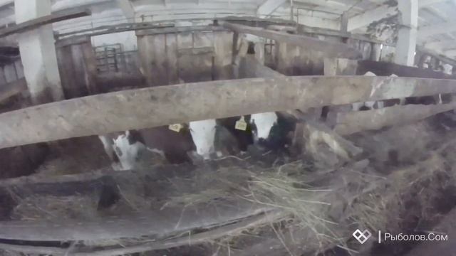 Фотосессия с КОНЁМ и экскурсия по ФЕРМЕ смотреть онлайн