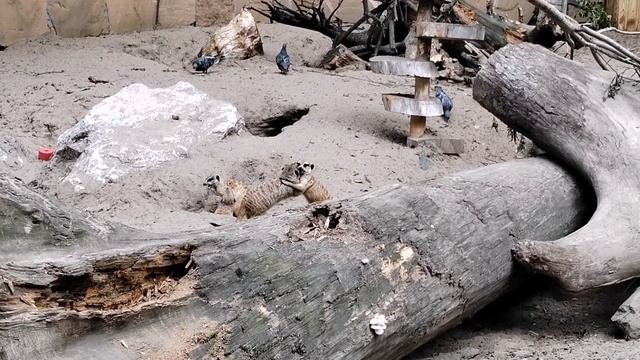 Зоопарк в Новосибирске / Какую квартиру сняли / Почему уже дома?.... смотреть онлайн