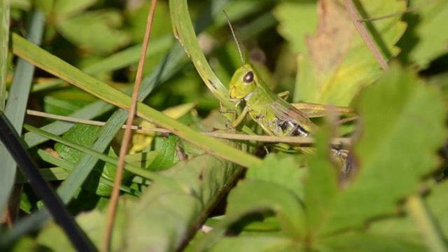 Одноногий кузнечик кушает травку смотреть онлайн
