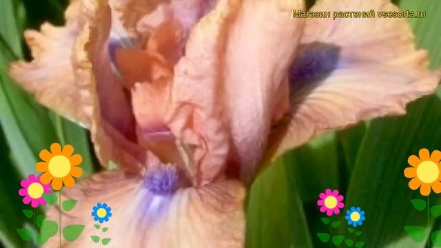 Ирис карликовый Вольт. Краткий обзор, описание характеристик, где купить саженцы iris pumila Volts смотреть онлайн