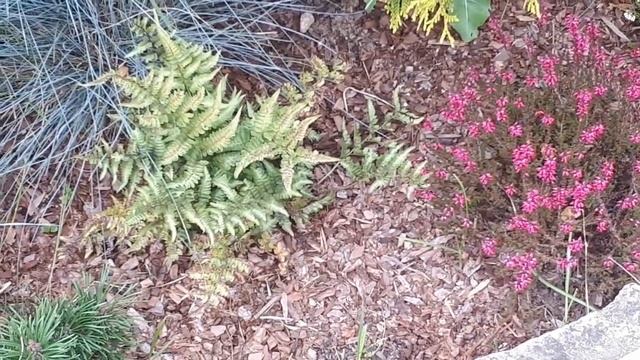 Отдохнули на даче так, что сломали стену! Старинный способ защиты от мышей в доме ?! смотреть онлайн