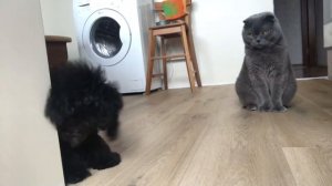 Той-пудель. Дрессировка