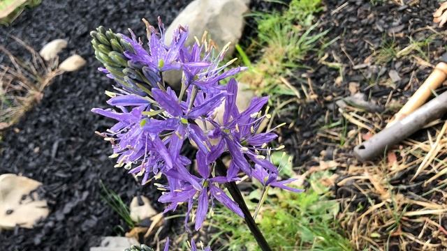 My new Camassia Lily bloom, all 4 plants смотреть онлайн