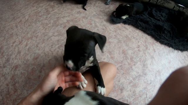Щенки Стаффордширского терьера/Начинаем учить манерам/Беспределят дома смотреть онлайн